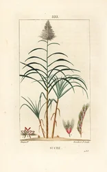 Edelstokk - Sukkerrør, Saccharum officinarum. Håndfarget kobberstikk av Lambert Junior fra en tegning av Pierre Jean-Francois Turpin fra Chaumeton, Poiret og Chamberets "" La Flore Medicale,"" Paris, Panckoucke