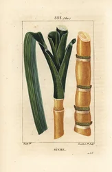Edelstokk - Sukkerrør, Saccharum officinarum, stilk og blad. Håndfarget kobberstikk av Lambert Junior fra en tegning av Pierre Jean-Francois Turpin fra Chaumeton, Poiret og Chamberets "" La Flore Medicale,"" Paris, Panckoucke