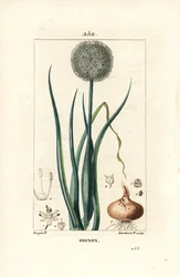 Løk - Løk, Allium cepa, med blomst, blad, løk og røtter. Håndfarget kobberstikk av Lambert Junior fra en tegning av Pierre Jean-Francois Turpin fra Chaumeton, Poiret og Chamberets "" La Flore Medicale,"" Paris, Panckoucke
