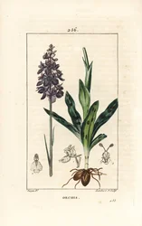 Orchis hann eller satyrion hann - Tidlig lilla eller hannorkide, Orchis mascula, med blomst, stilk, blad og løk. Håndfarget kobberstikk av Lambert Junior fra en tegning av Pierre Jean-Francois Turpin fra Chaumeton, Poiret og Chamberet