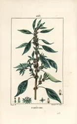 Parietaire officinale (eller Perce wallaille, Casse pierre, Espargoule, Gamberoussette) - Veggpellitory, Parietaria officinalis, med stilk, blad, blomst og frø. Håndkolorert kobberstikk av Lambert Junior etter tegning av Pierre Jean-Fra