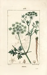 Persille - Hagepersille, Petroselinum crispum, med blomst, blad, stilk, rot og frø. Håndfarget kobberstikk av Lambert Junior fra en tegning av Pierre Jean-Francois Turpin fra Chaumeton, Poiret og Chamberets "" La Flore Medicale