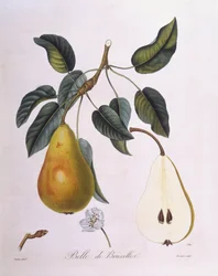 Pære "Belle de Bruxelles" Henry Louis Duhamel du Monceau, botanisk plate av Pierre Jean Francois Turpin