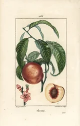 Pecher - Ferskentre, Amygdalus persica, med blomst, blad, stilk, moden frukt og frukt i seksjon med frø. Håndfarget kobberstikk av Lambert Junior fra en tegning av Pierre Jean-Francois Turpin fra Chaumeton, Poiret og Chamberet