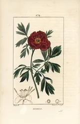 Peon officinale - Europeisk peon, Paeonia officinalis, med blomst, blad og omriss av blomsterdeler. Håndfarget kobberstikk av Lambert Junior fra en tegning av Pierre Jean-Francois Turpin fra Chaumeton, Poiret og Chamberets "" La F