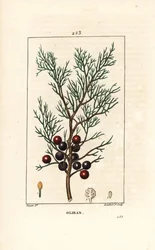 Phoenicie eller Lycia Einer eller Rød Einer - Fønikisk einer, arar eller røkelse, Juniperus phoenicea, med gren, blad og bær. Håndfarget kobberstikk av Lambert Junior fra en tegning av Pierre Jean-Francois Turpin fra Chaumeton, Po