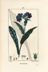 Pulmonal officinale - Lungeurt, Pulmonaria officinalis, med blomst, blad, stilk og blad i omriss. Håndfarget kobberstikk av Lambert Junior fra en tegning av Pierre Jean-Francois Turpin fra Chaumeton, Poiret og Chamberets "" La