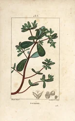 Portulak, porselen, Porculaca oleracea, med blad, stilk og blomst. Håndfarget kobberstikk av Lambert Junior fra en tegning av Pierre Jean-Francois Turpin fra Chaumeton, Poiret og Chamberets "" La Flore Medicale,"" Paris, Panckouck