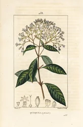 Quinquina - Kinin eller peruansk barktre, Cinchona officinalis, med blomst, gren, blad og frø. Håndkolorert kobberstikk av Lambert Junior fra en tegning av Pierre Jean-Francois Turpin fra Chaumeton, Poiret og Chamberets "" La Flo