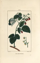 Bringebær - Bringebær, Rubus idaeus, som viser blomster, blader, torner og moden frukt. Håndfarget kobberstikk av Lambert Junior fra en tegning av Pierre Jean-Francois Turpin fra Chaumeton, Poiret et Chamberets "" La Flore Medicale,"" P