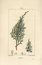 Sabinebær, Juniperus sabina, med bær, blad, stilk og frø. Håndfarget kobberstikk av Lambert Junior fra en tegning av Pierre Jean-Francois Turpin fra Chaumeton, Poiret og Chamberets "" La Flore Medicale,"" Paris, Panckoucke