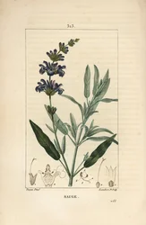 Salvie officinale - Vanlig salvie, Salvia officinalis, med blomst, blad, stilk og frø. Håndfarget kobberstikk av Lambert Junior fra en tegning av Pierre Jean-Francois Turpin fra Chaumeton, Poiret og Chamberets "" La Flore Medicale,""