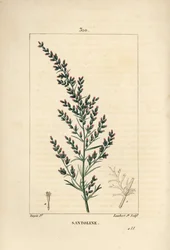 Sagebrush variete - ormefrø eller tatarisk sørved, Artemisia santonicum. Håndfarget kobberstikk av Lambert Junior fra en tegning av Pierre Jean-Francois Turpin fra Chaumeton, Poiret og Chamberets "" La Flore Medicale,"" Paris, Pa