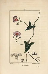 Scammonee - Scammony, Convolvulus scammonia, med blomst, blad, stilk og klatrende ranker. Håndkolorert kobberstikk av Lambert Junior fra en tegning av Pierre Jean-Francois Turpin fra Chaumeton, Poiret og Chamberets "" La Flore Medica