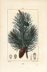 Skovfuru - Vill furutre eller furu, Pinus sylvestris, med gren, nål og furu. Håndkolorert kobberstikk av Lambert Junior fra en tegning av Pierre Jean-Francois Turpin fra Chaumeton, Poiret og Chamberets "" La Flore M