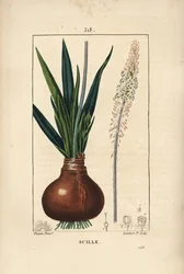 Havsvinkel, Drimia maritima, med løk, blad, stilk og blomst. Håndfarget kobberstikk av Lambert Junior fra en tegning av Pierre Jean-Francois Turpin fra Chaumeton, Poiret og Chamberets "" La Flore Medicale,"" Paris, Panckoucke