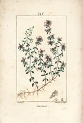 Serpolet eller timian serpolet - Krypende timian eller vill timian, Thymus serpyllum, med blomst, blad, stilk og rot. Håndfarget kobberstikk av Lambert Junior fra en tegning av Pierre Jean-Francois Turpin fra Chaumeton, Poiret og Chamberet