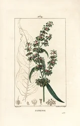 Spinardsorrel ou patience des moines - Patience dock, Rumex patientia, med blomst, stilk, blader, frø og bladomriss. Håndfarget stiplet kobberstikk av Lambert Junior etter en tegning av Pierre Jean-Francois Turpin fra Chaumeton, Poiret og