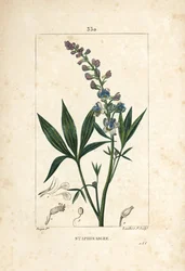Staphisagria - Lie-bane eller stavesacre, Delphinium staphisagria, med blomst, blad, stilk og frø. Håndkolorert kobberstikk av Lambert Junior fra en tegning av Pierre Jean-Francois Turpin fra Chaumeton, Poiret og Chamberets "" La Flore