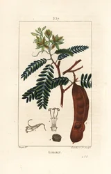 Tamarind - Tamarind, Tamarindus indica, visningsblomst, blad og frøkapsel. Håndfarget kobberstikk av Lambert Junior fra en tegning av Pierre Jean-Francois Turpin fra Chaumeton, Poiret og Chamberets "" La Flore Medicale,"" Paris, Panc