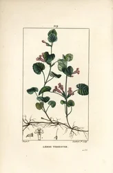 Jordeføy - Korsknapp, Hedera terrestris. Håndkolorert stiplet kobberstikk ved Lambert Junior etter en tegning av Pierre Jean-François Turpin fra Chaumeton, Poiret og Chamberets «La Flore Médicale», Paris, Panckoucke