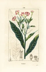 Tobakk - Tobakk, Nicotiana tabacum. Håndfarget kobberstikk av Lambert Junior fra en tegning av Pierre Jean-Francois Turpin fra Chaumeton, Poiret og Chamberets "" La Flore Medicale,"" Paris, Panckoucke