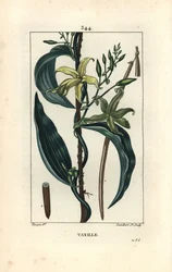 Vanilje - Vaniljeorkide, Epidendron vanilje, med blomst, blad, frøstand. Håndfarget kobberstikk av Lambert Junior fra en tegning av Pierre Jean-Francois Turpin fra Chaumeton, Poiret og Chamberets "" La Flore Medicale,"" Paris, Panck