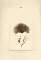 Variety of fucus - Sjøvrak, Fucus helminthocorton. Håndfarget kobberstikk av Lambert Junior fra en tegning av Pierre Jean-Francois Turpin fra Chaumeton, Poiret og Chamberets "" La Flore Medicale,"" Paris, Panckoucke