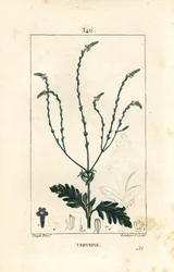 Verbena eller hellig urt, venus vene eller hekseurt - Vervain, Verbena officinalis. Håndfarget kobberstikk av Lambert Junior fra en tegning av Pierre Jean-Francois Turpin fra Chaumeton, Poiret og Chamberets "" La Flore Medicale,"" Par