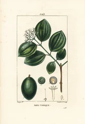 Vomiker - Strychnine-tre eller giftnøtt, Strychnos nux-vomica, med frukt, frø, blad og blomst. Håndkolorert kobberstikk av Lambert Junior fra en tegning av Pierre Jean-Francois Turpin fra Chaumeton, Poiret og Chamberets "" La Flore