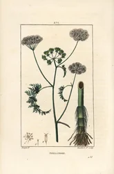 Vanndråpeurt eller vannhemlock, Oenanthe aquatica (Phellandrium aquatica), med blomst, blad, stilk og rot. Håndkolorert kobberstikk av Lambert Junior fra en tegning av Pierre Jean-Francois Turpin fra Chaumeton, Poiret og Chamberet