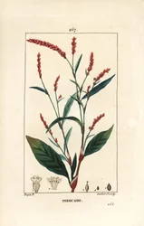 Vannpepper knotwee - Vannpepper, Persicaria hydropiper (Polygonum hydropiper), med blomst, stilk og blad. Håndfarget kobberstikk av Lambert Junior fra en tegning av Pierre Jean-Francois Turpin fra Chaumeton, Poiret og Chamberet