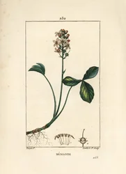 Vann trefoil eller menyanth water trefoil - Mars trefoil, Menyanthes trifoliata. Håndfarget kobberstikk av Lambert Junior fra en tegning av Pierre Jean-Francois Turpin fra Chaumeton, Poiret og Chamberets "" La Flore Medicale,"" Paris,