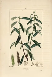 White eller Silver Willow, White Wicker - Hvit piletre, Salix alba, med blad, blomst, hann- og hunnkatter, frukt og frø. Håndfarget kobberstikk av Lambert Junior etter en tegning av Pierre Jean-Francois Turpin fra Chaumeton, Poi
