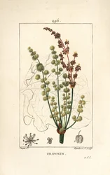 Vill rabarbra - rhapontisk eller falsk rabarbra, Rheum rhapontium, med blomst, stilk, frø og bladomriss. Håndkolorert prikk-kobberstikk av Lambert Junior etter en tegning av Pierre Jean-François Turpin fra Chaumeton, Poiret og Chamberets «La»
