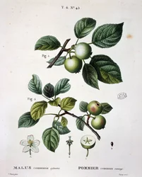 Vill vanlig eple - i "" New Duhamel du Monceau eller avhandling om trær og busker som dyrker i Frankrike", figurer i henhold til tegninger av P.J. Redoute og P. Bessa, Paris