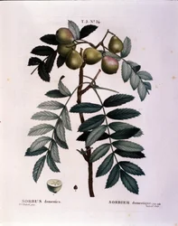Botanisk: gren av cormier (Sorbus domestica) Plate hentet fra "" Nouveau Duhamel du Monceau eller Treats Treats Treats and Bushs Cultivated in France"" Akvarell av Pierre Joseph Redoute (1759-1840) 1819