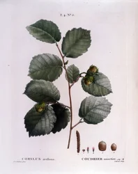 Botanisk: hasselnøttgren. Tallerken hentet fra "" Nouveau Duhamel du Monceau or Treats Treats Treats and Bushs Cultivated in France"" Akvarell av Pierre Joseph Redoute (1759-1840) 1819