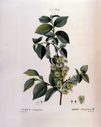 Botanikk: almegren. Tallerken hentet fra "" Nouveau Duhamel du Monceau or Treats Treats Treats and Bushs Cultivated in France"" Akvarell av Pierre Joseph Redoute (1759-1840) 1819