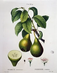 Poirier - i "" New Duhamel du Monceau eller avhandling om trær og busker som dyrker i Frankrike"", figurer i henhold til tegningene til P.J. Redoute og P. Bessa, Paris