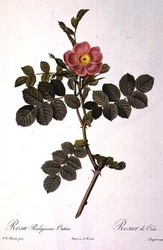 Rosa Rubiginosa Cretica, gravert av Langlois, fra 
