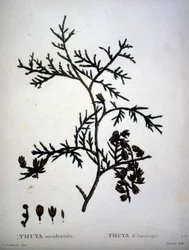 Thuya occidentalis eller amerikansk Thuya - i "" New Duhamel du Monceau eller avhandling om trær og busker som kulturer i Frankrike"", figurer i henhold til tegninger av P.J. Redoute og P. Bessa