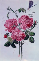 Bukett med peoner Litografi av Pierre Joseph