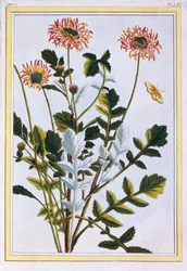 Etiopisk Arcotis (afrikansk lilje), ca. 1766 (håndfarget gravering)