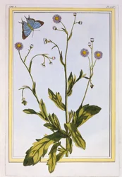 The Erigeron of Philadelphia Canadian Fleabane, pub. 1776.