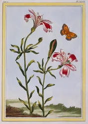 La Fleur Tachete des Incas (peruansk lilje), ca. 1766 (håndfarget gravering)