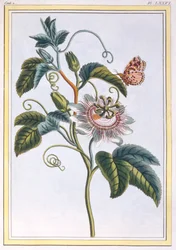 La Grenadille eller Le Maracot, pub. 1776.