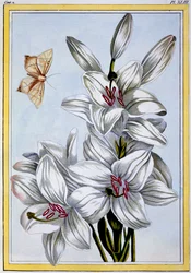 The Great White Lily, pub. 1776.