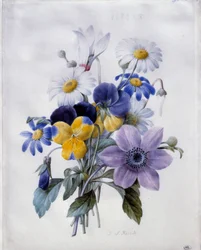 En bukett med blomster: klematitt, tanke, tusenfryd og syklamen. Akvarell av Pierre Joseph Redoute (1759-1840) Søn fra 1800-tallet. 0,19x0,18 m. Paris, Louvre-museet
