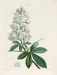 Aesculus Hippocastorum, hestekastanje, c1800-1830.